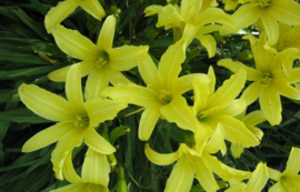 Hemerocallis 'Vespers'