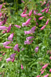 Penstemon 'Evelyn'