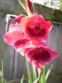 Gladiolus papilio 'Ruby'