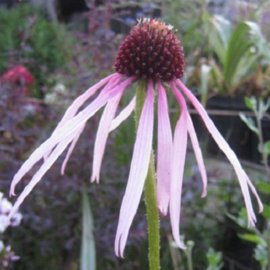 Echinacea pallida