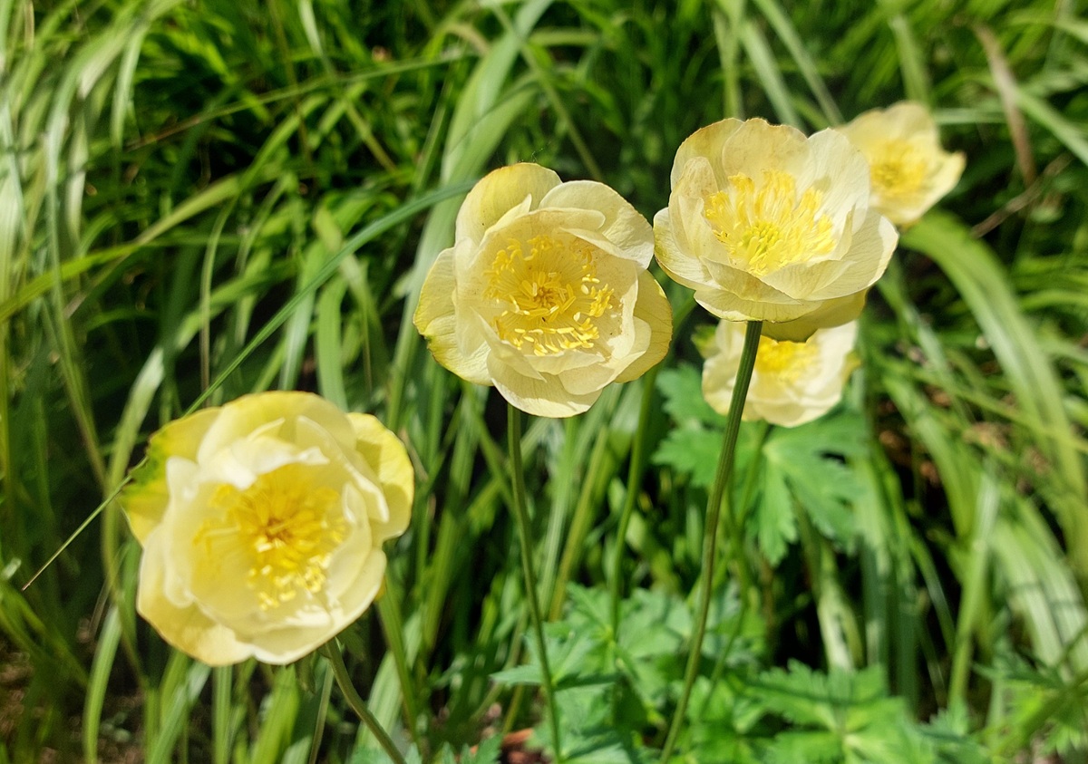 Trollius × cultorum 'New Moon'
