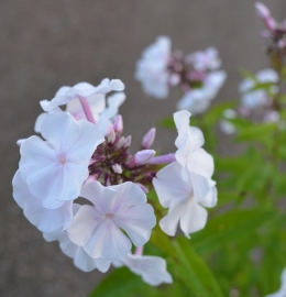 Phlox paniculata `Anne`