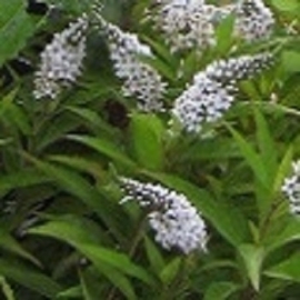 Lysimachia clethroides