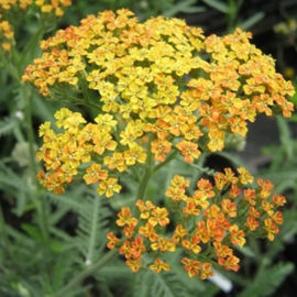 Achillea  'Terracotta'