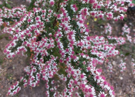 Aster lateriflorus 'Prince'