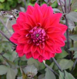 Dahlia 'Engelhardts Matador'