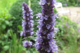 Agastache  'Black Adder'