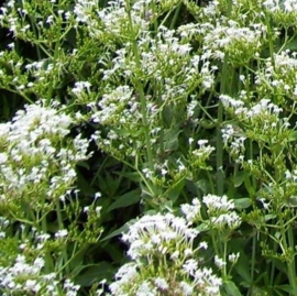 Centranthus ruber 'Alba'