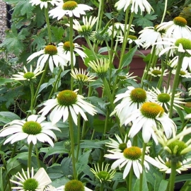 Echinacea purpurea 'White Swan'