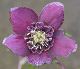 Helleborus  x hybridus Purple anemone-centred