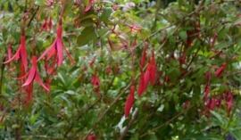 Fuchsia 'Riccartonii'