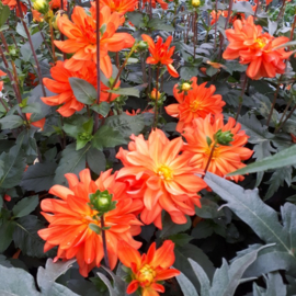 Dahlia 'Karma Fiësta'®