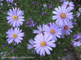 Aster cordifolius  'Little Carlow'