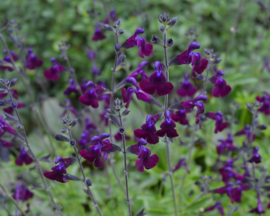 Salvia microphylla 'Salvinio Dark Purple'®