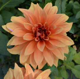 Dahlia 'Babylon Brons'