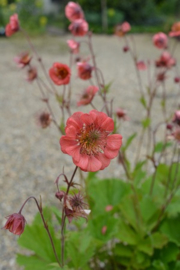 Geum 'Salmon Delight'