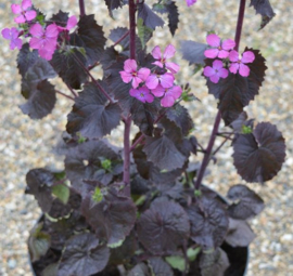 Lunaria annua 'Chedglow'