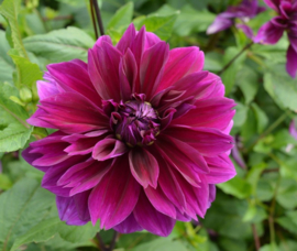 Dahlia 'Thomas A. Edison'