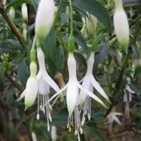 Fuchsia 'Hawkshead'