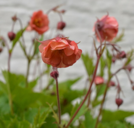 Geum 'Salmon Delight'