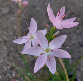 Schizostylis 'Mrs Hegarty'