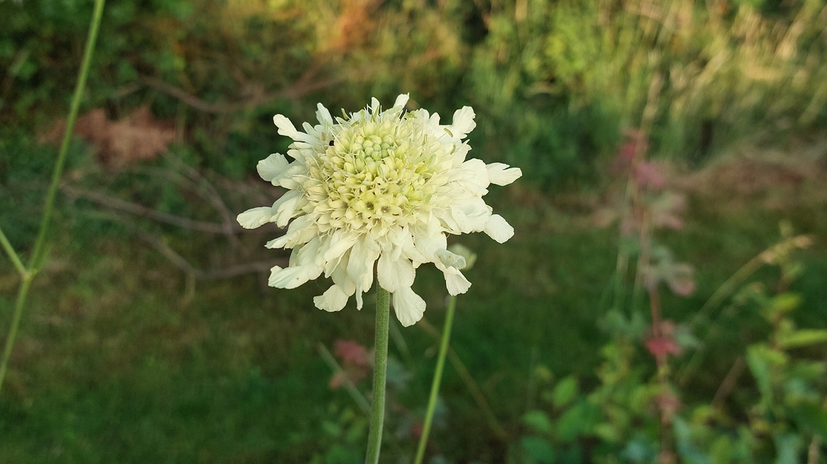 Cephalaria gigantea