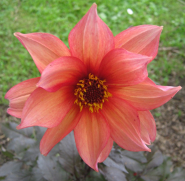 Dahlia 'Waltzing Mathilda'  ™