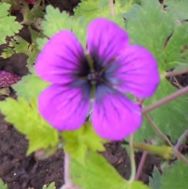 Geranium hybride 'Anne Thomson'