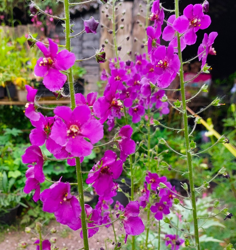 Verbascum phoeniceum 'Violetta'