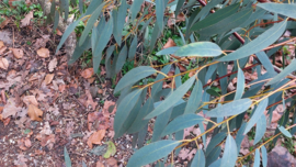 Eucalyptus glaucescens  x  Eucalyptus gunnii  (Eucalyptus glaugun)