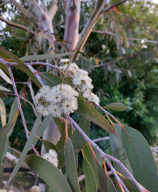 Eucalyptus debeuzevillei - Jounama Snow Gum