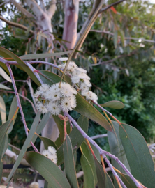 Eucalyptus