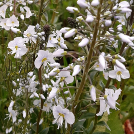 Veronica gentianoides