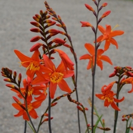 Crocosmia 'Prince of Orange'