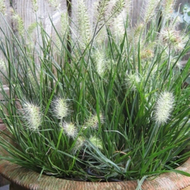 Pennisetum  'Little Honey'