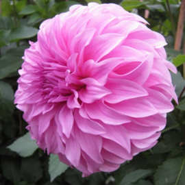 Dahlia 'Vassio Meggos'