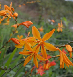 Crocosmia 'Salsa'