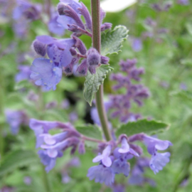 Nepeta racemosa 'Walker's Low'