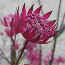 Astrantia  'Ruby Star' (PBR)