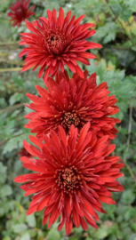 Chrysanthemum 'Königssohn'