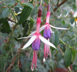 Fuchsia mag. 'Lady Bacon'