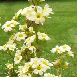 Sisyrinchium striatum