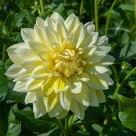 Dahlia 'La Luna'