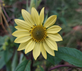 Helianthus giganteus 'Sheila's Sunshine'