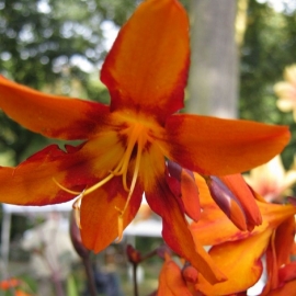 Crocosmia × crocosmiiflora 'Emily McKenzie'