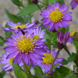 Aster ageratoides 'Ezo Murasaki'®