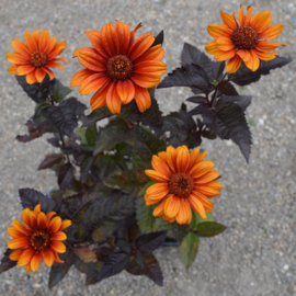 Heliopsis helianthoides var. scabra 'Bleeding Hearts'