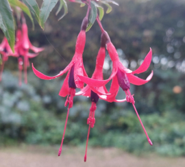 Fuchsia regia subsp. reitzii