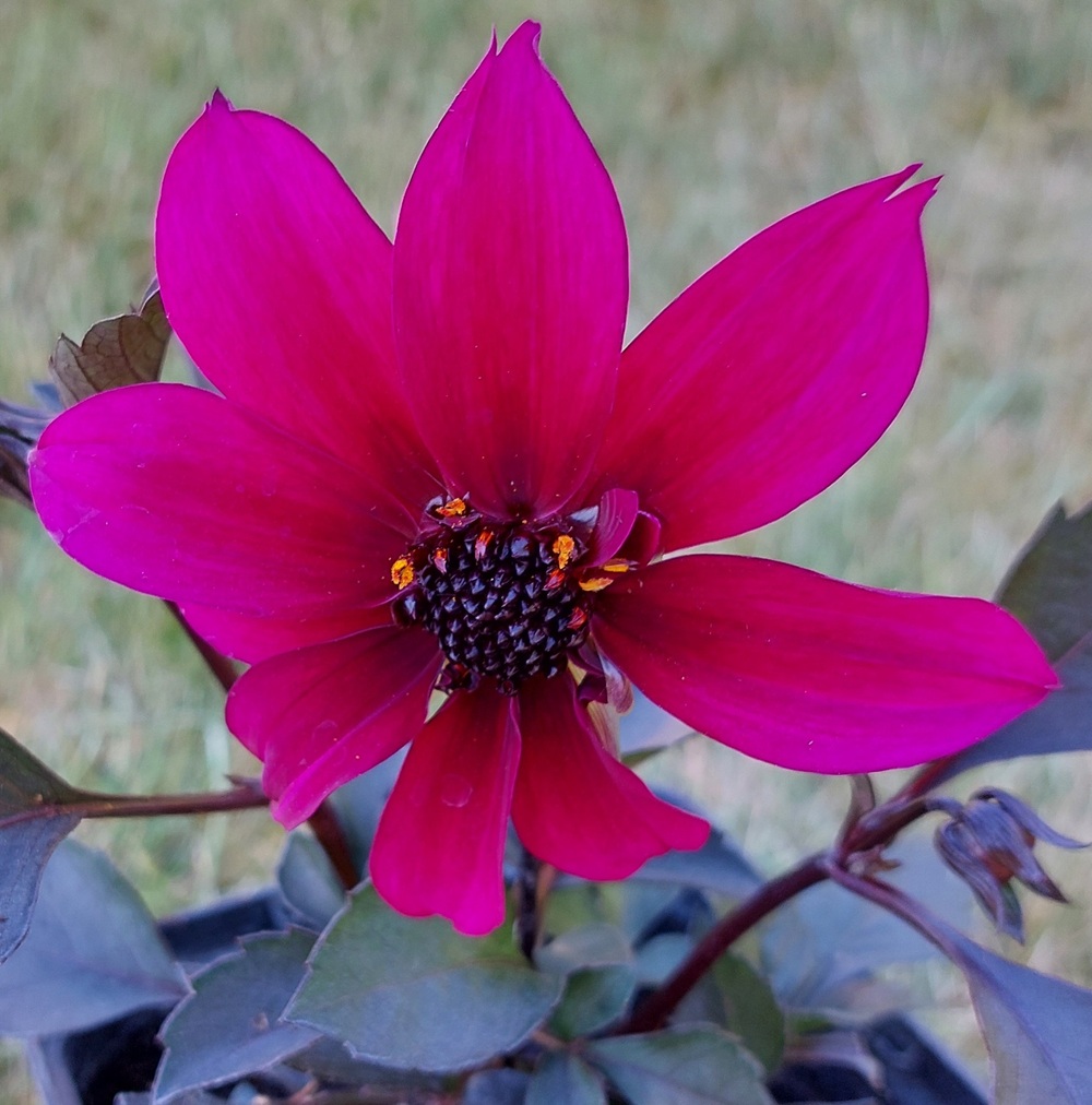 Dahlia 'Mystic Wizard' ®