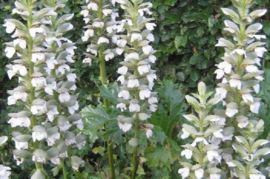 Acanthus mollis 'Rue Ledan'